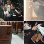 Polres Tasikmalaya Kota Ungkap Kasus Perdagangan Satwa Dilindungi, Dua Owa Jawa Disita