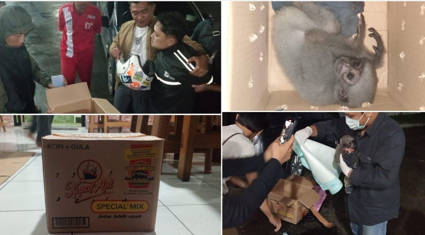 Polres Tasikmalaya Kota Ungkap Kasus Perdagangan Satwa Dilindungi, Dua Owa Jawa Disita