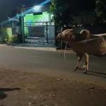 Seekor Sapi Kurban di Kota Banjar Ngamuk dan Kabur ke Jalan Raya