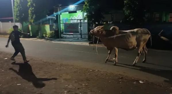 Seekor Sapi Kurban di Kota Banjar Ngamuk dan Kabur ke Jalan Raya