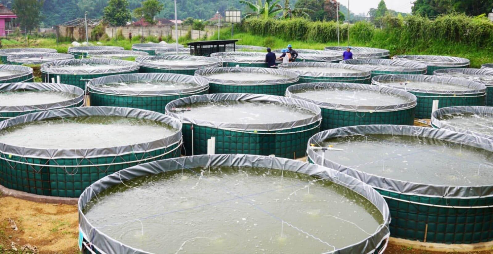 Strategi Pemkot Banjar Tingkatkan Produksi Ikan untuk Penuhi Kebutuhan Pasar