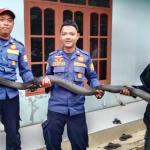 Ular King Kobra Sepanjang 3,5 Meter Gegerkan Warga Benteng Ciamis, Bersembunyi di Bawah Rak Piring
