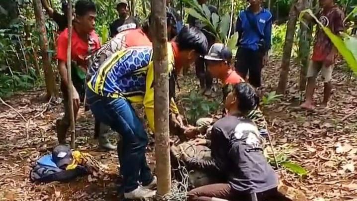 Warga Ciamis Berhasil Tangkap Babi Raksasa