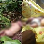 Warga Rancah Ciamis Geger! Bayi Perempuan Masih Hidup Ditemukan di Bawah Pohon Jengkol, Diduga Baru Dilahirkan