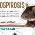 Waspada Leptospirosis di Ciamis, Dua Kasus Ditemukan dalam Enam Bulan Terakhir